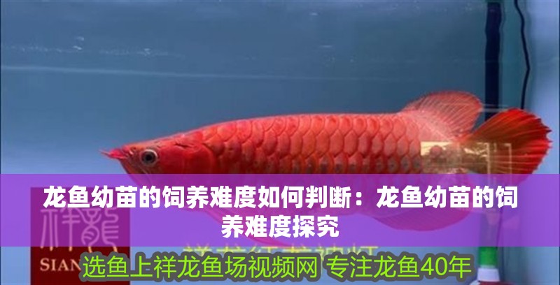 龍魚幼苗的飼養(yǎng)難度如何判斷：龍魚幼苗的飼養(yǎng)難度探究