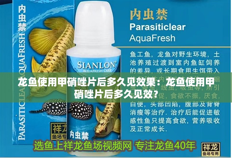 龍魚使用甲硝唑片后多久見效果：龍魚使用甲硝唑片后多久見效？