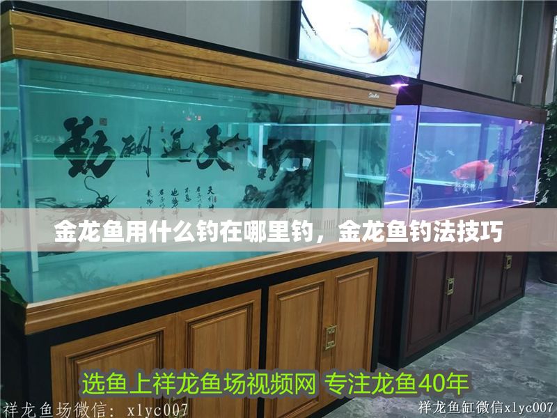 金龍魚用什么釣在哪里釣，金龍魚釣法技巧