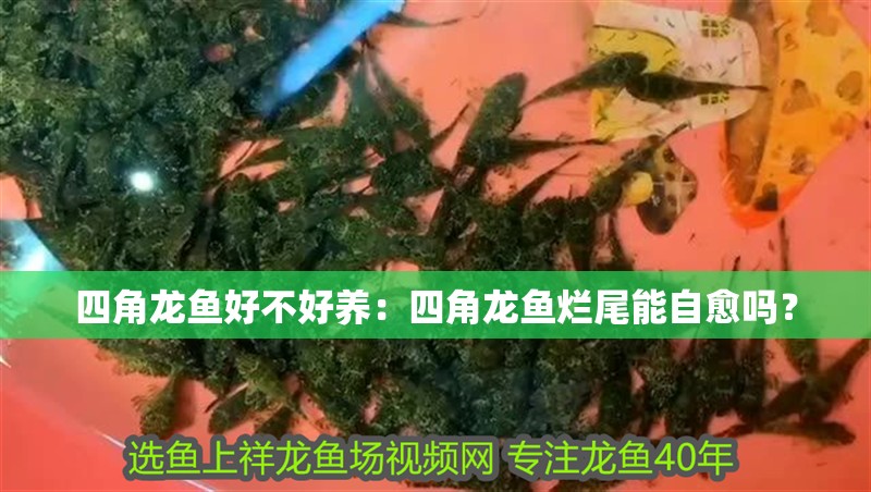 四角龍魚好不好養(yǎng)：四角龍魚爛尾能自愈嗎？