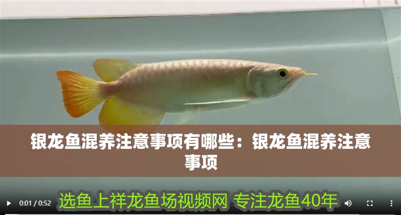 銀龍魚混養注意事項有哪些：銀龍魚混養注意事項