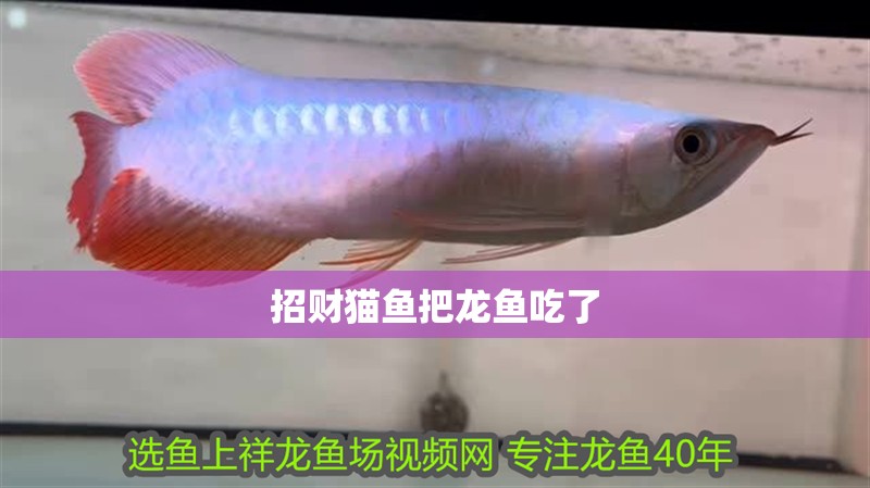 招財(cái)貓魚把龍魚吃了