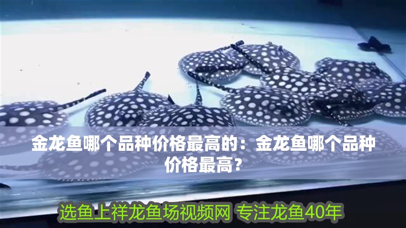 金龍魚哪個品種價格最高的：金龍魚哪個品種價格最高？