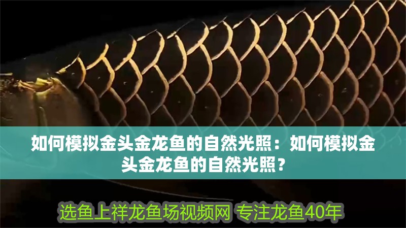 如何模擬金頭金龍魚的自然光照：如何模擬金頭金龍魚的自然光照？