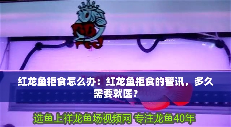 紅龍魚拒食怎么辦：紅龍魚拒食的警訊，多久需要就醫(yī)？