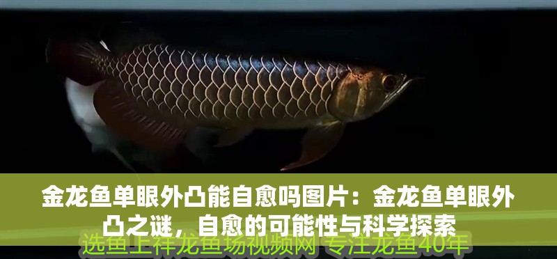 金龍魚單眼外凸能自愈嗎圖片：金龍魚單眼外凸之謎，自愈的可能性與科學探索