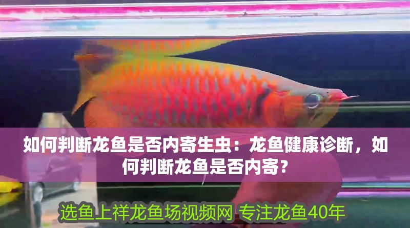 如何判斷龍魚(yú)是否內(nèi)寄生蟲(chóng)：龍魚(yú)健康診斷，如何判斷龍魚(yú)是否內(nèi)寄？