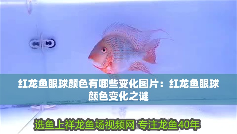 紅龍魚眼球顏色有哪些變化圖片：紅龍魚眼球顏色變化之謎
