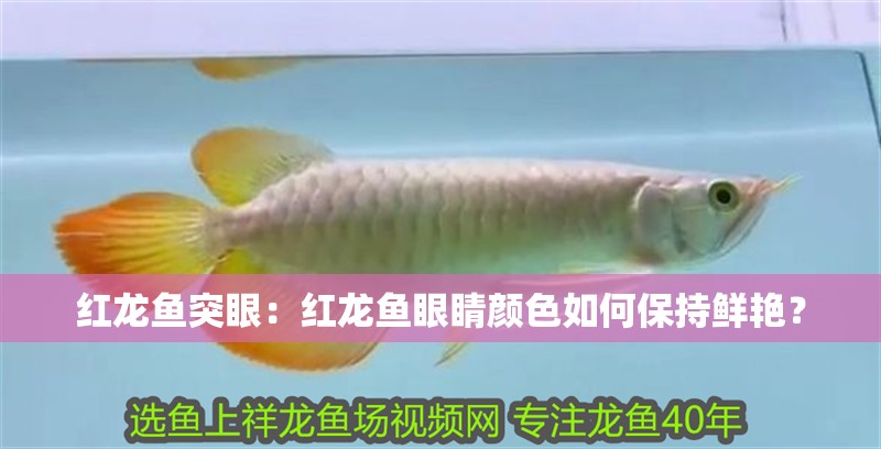 紅龍魚突眼：紅龍魚眼睛顏色如何保持鮮艷？