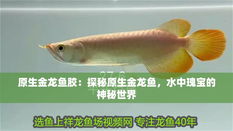 原生金龍魚膠：探秘原生金龍魚，水中瑰寶的神秘世界