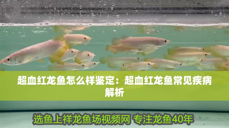 超血紅龍魚怎么樣鑒定：超血紅龍魚常見疾病解析