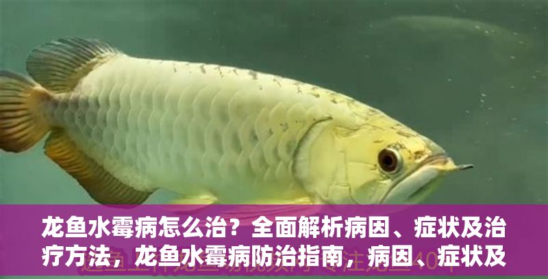 龍魚水霉病怎么治？全面解析病因、癥狀及治療方法，龍魚水霉病防治指南，病因、癥狀及有效治療方法全解析