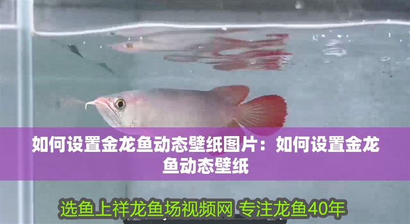 如何設(shè)置金龍魚動態(tài)壁紙圖片：如何設(shè)置金龍魚動態(tài)壁紙