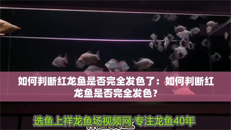 如何判斷紅龍魚是否完全發色了：如何判斷紅龍魚是否完全發色？