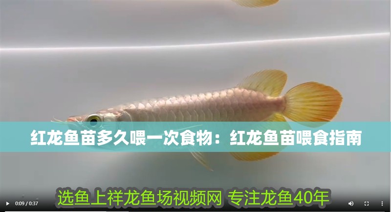 紅龍魚(yú)苗多久喂一次食物：紅龍魚(yú)苗喂食指南