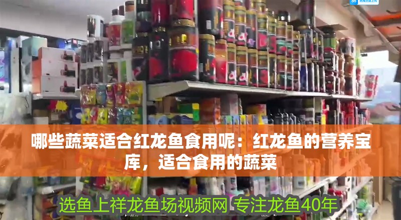 哪些蔬菜適合紅龍魚食用呢：紅龍魚的營養寶庫，適合食用的蔬菜