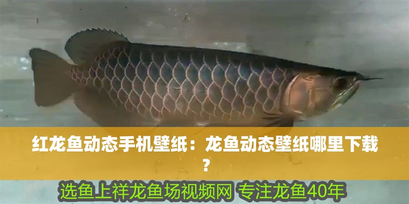 紅龍魚動態手機壁紙：龍魚動態壁紙哪里下載？