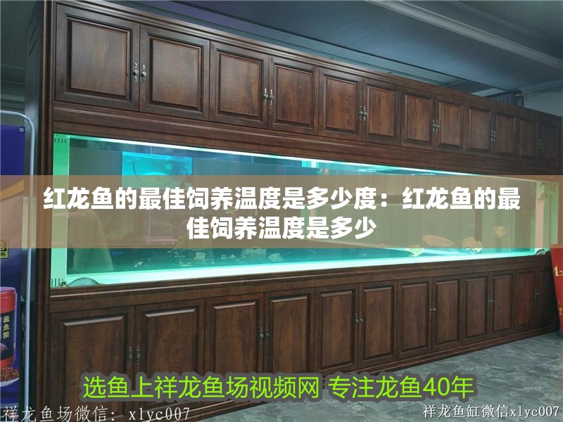 紅龍魚的最佳飼養(yǎng)溫度是多少度：紅龍魚的最佳飼養(yǎng)溫度是多少