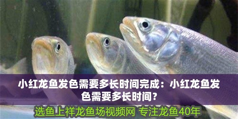 小紅龍魚發色需要多長時間完成：小紅龍魚發色需要多長時間？