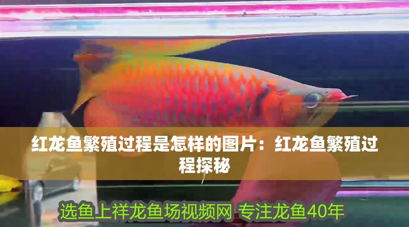 紅龍魚繁殖過程是怎樣的圖片：紅龍魚繁殖過程探秘