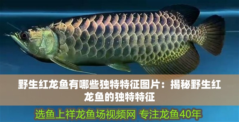 野生紅龍魚(yú)有哪些獨(dú)特特征圖片：揭秘野生紅龍魚(yú)的獨(dú)特特征