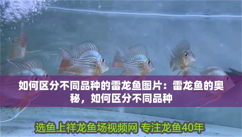 如何區(qū)分不同品種的雷龍魚(yú)圖片：雷龍魚(yú)的奧秘，如何區(qū)分不同品種
