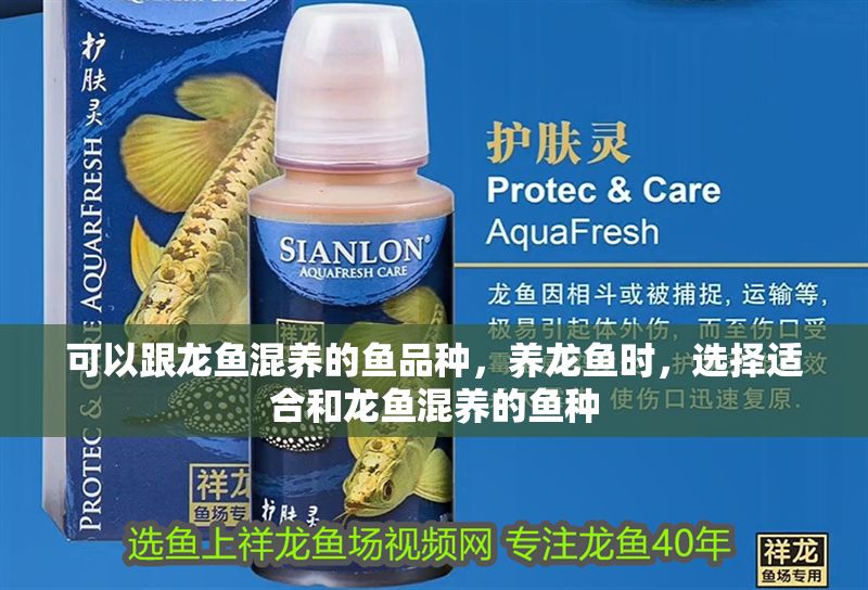 可以跟龍魚混養的魚品種，養龍魚時，選擇適合和龍魚混養的魚種