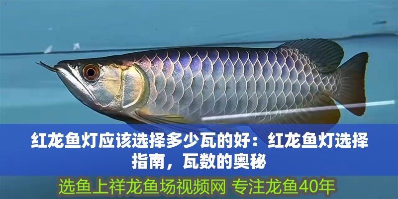 紅龍魚燈應該選擇多少瓦的好：紅龍魚燈選擇指南，瓦數的奧秘