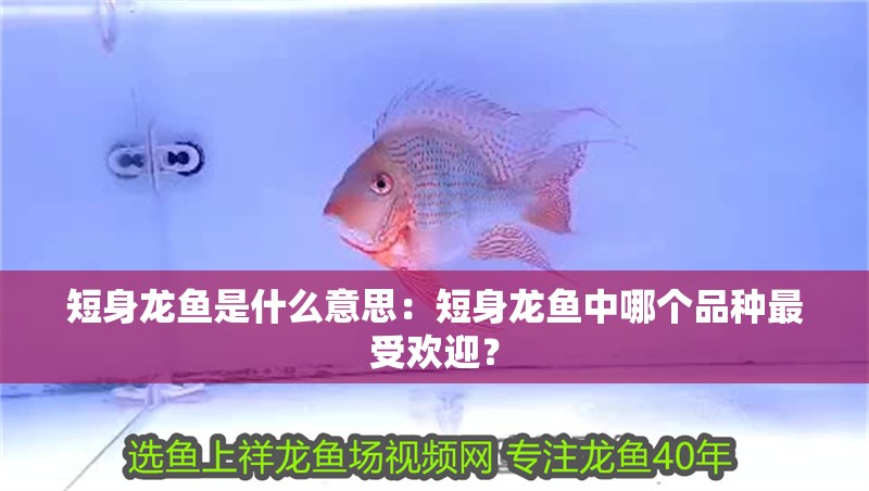 短身龍魚是什么意思：短身龍魚中哪個品種最受歡迎？