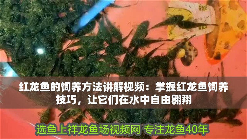 紅龍魚的飼養方法講解視頻：掌握紅龍魚飼養技巧，讓它們在水中自由翱翔