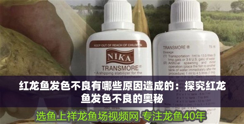 紅龍魚發色不良有哪些原因造成的：探究紅龍魚發色不良的奧秘