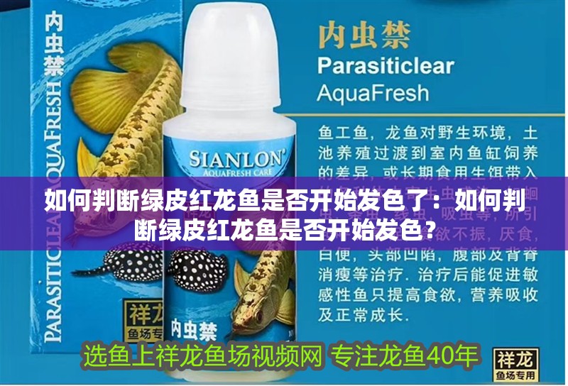 如何判斷綠皮紅龍魚是否開始發色了：如何判斷綠皮紅龍魚是否開始發色？
