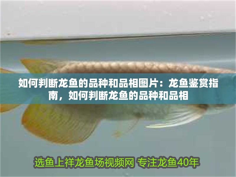 如何判斷龍魚(yú)的品種和品相圖片：龍魚(yú)鑒賞指南，如何判斷龍魚(yú)的品種和品相