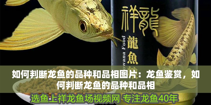 如何判斷龍魚(yú)的品種和品相圖片：龍魚(yú)鑒賞，如何判斷龍魚(yú)的品種和品相