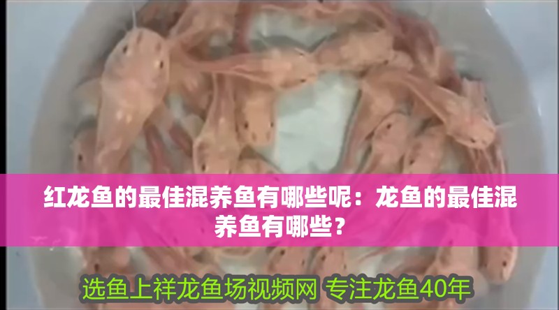 紅龍魚的最佳混養魚有哪些呢：龍魚的最佳混養魚有哪些？