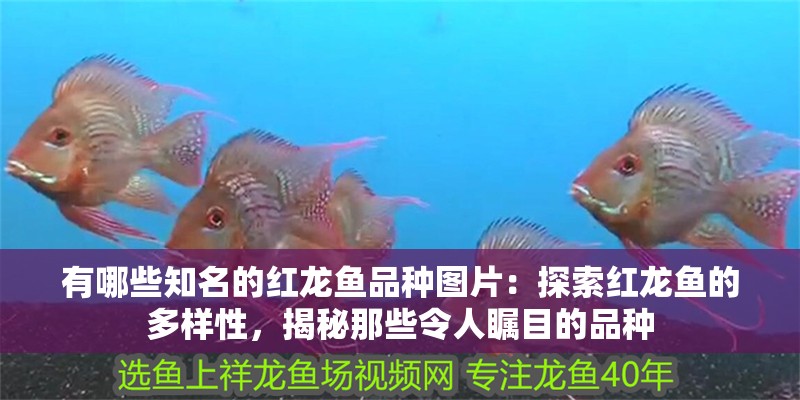 有哪些知名的紅龍魚品種圖片：探索紅龍魚的多樣性，揭秘那些令人矚目的品種