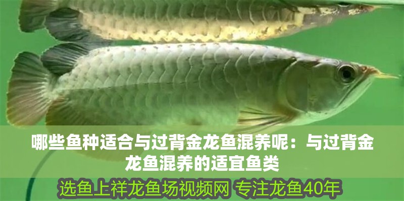 哪些魚種適合與過背金龍魚混養(yǎng)呢：與過背金龍魚混養(yǎng)的適宜魚類 哪些魚種適合與過背金龍魚混養(yǎng)呢：與過背金龍魚混養(yǎng)的適宜魚類 水族問答