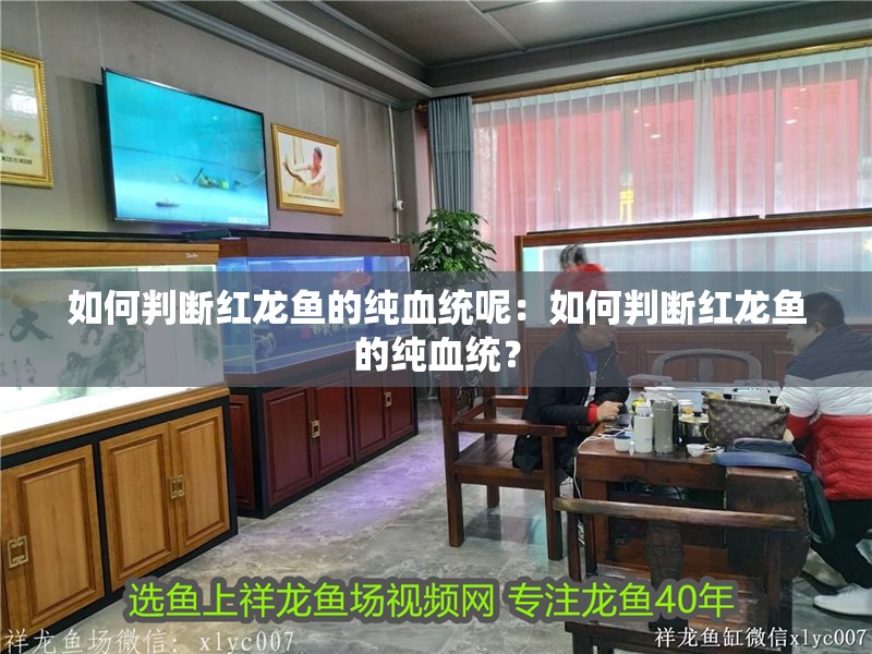 如何判斷紅龍魚的純血統(tǒng)呢：如何判斷紅龍魚的純血統(tǒng)？