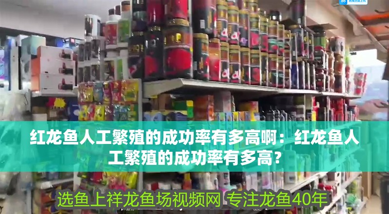 紅龍魚人工繁殖的成功率有多高啊：紅龍魚人工繁殖的成功率有多高？