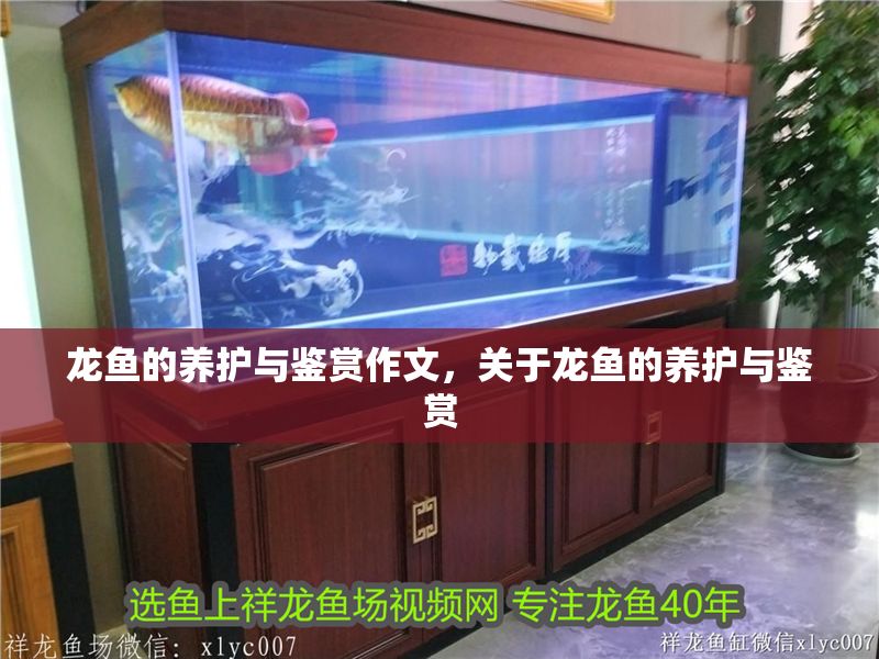 龍魚的養(yǎng)護與鑒賞作文，關于龍魚的養(yǎng)護與鑒賞