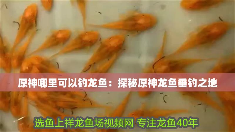 原神哪里可以釣龍魚：探秘原神龍魚垂釣之地