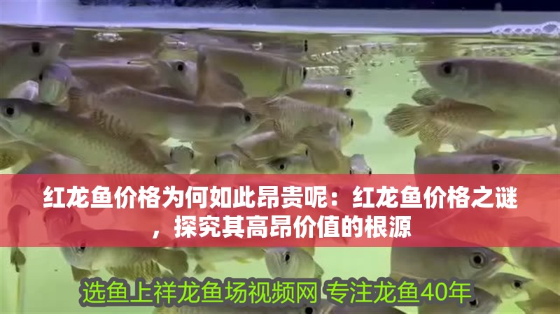 紅龍魚價格為何如此昂貴呢：紅龍魚價格之謎，探究其高昂價值的根源