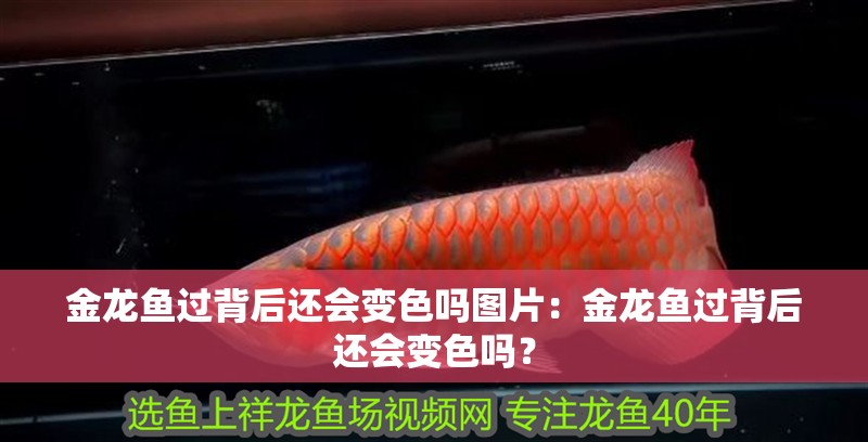 金龍魚過背后還會變色嗎圖片：金龍魚過背后還會變色嗎？