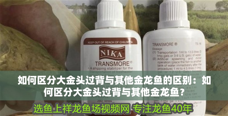 如何區(qū)分大金頭過背與其他金龍魚的區(qū)別：如何區(qū)分大金頭過背與其他金龍魚？