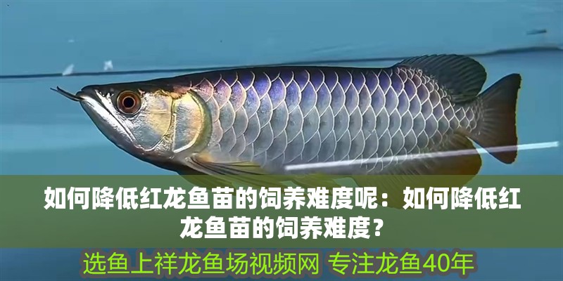 如何降低紅龍魚苗的飼養難度呢：如何降低紅龍魚苗的飼養難度？