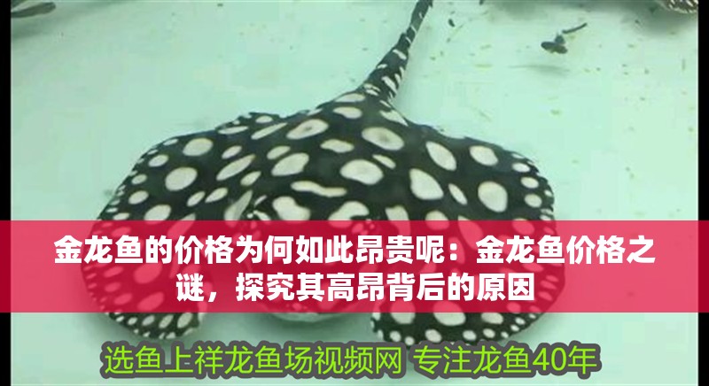 金龍魚的價格為何如此昂貴呢：金龍魚價格之謎，探究其高昂背后的原因 金龍魚的價格為何如此昂貴呢：金龍魚價格之謎，探究其高昂背后的原因 水族問答