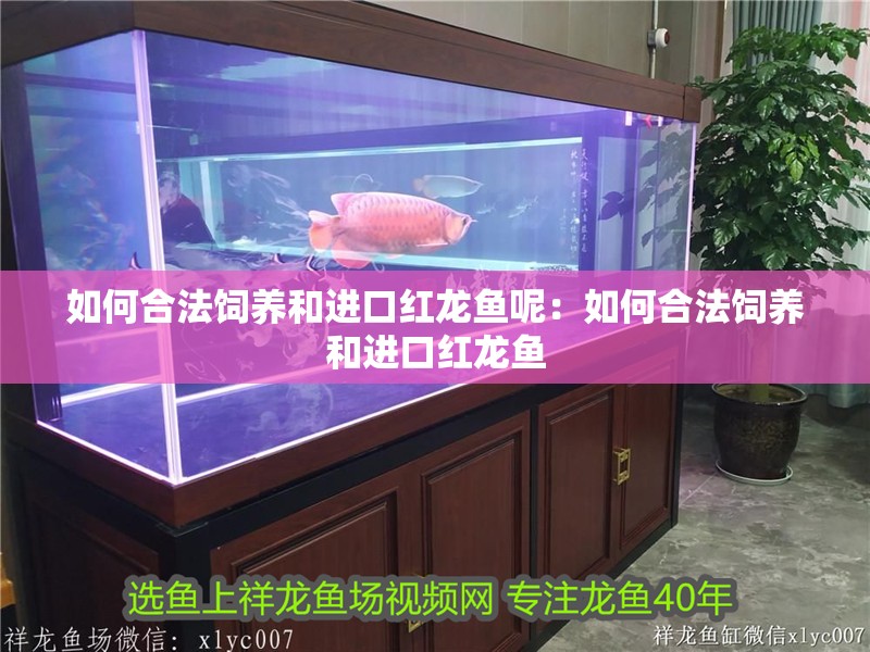 如何合法飼養和進口紅龍魚呢：如何合法飼養和進口紅龍魚