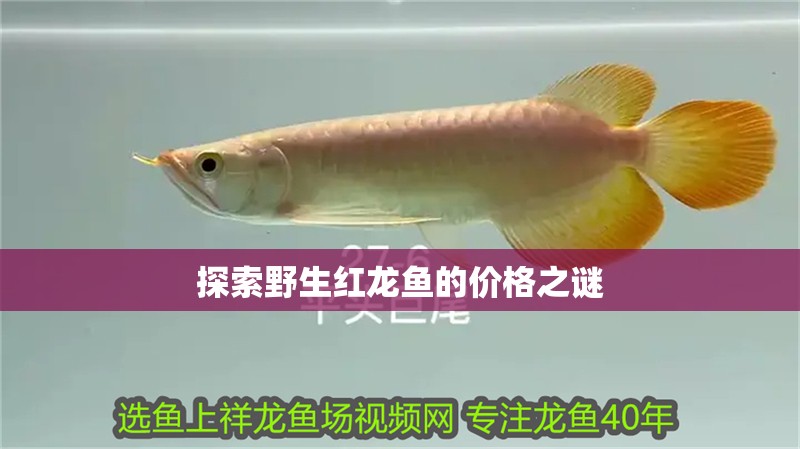 探索野生紅龍魚的價格之謎