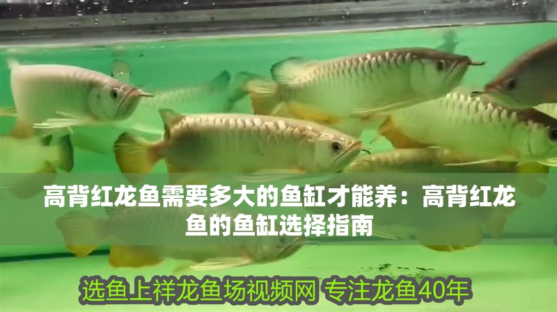 高背紅龍魚需要多大的魚缸才能養(yǎng)：高背紅龍魚的魚缸選擇指南