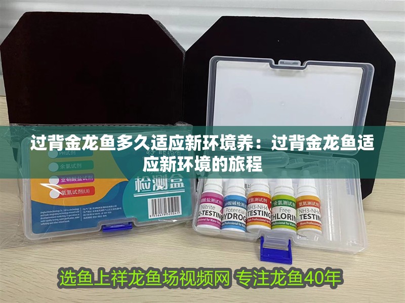 過背金龍魚多久適應新環境養：過背金龍魚適應新環境的旅程